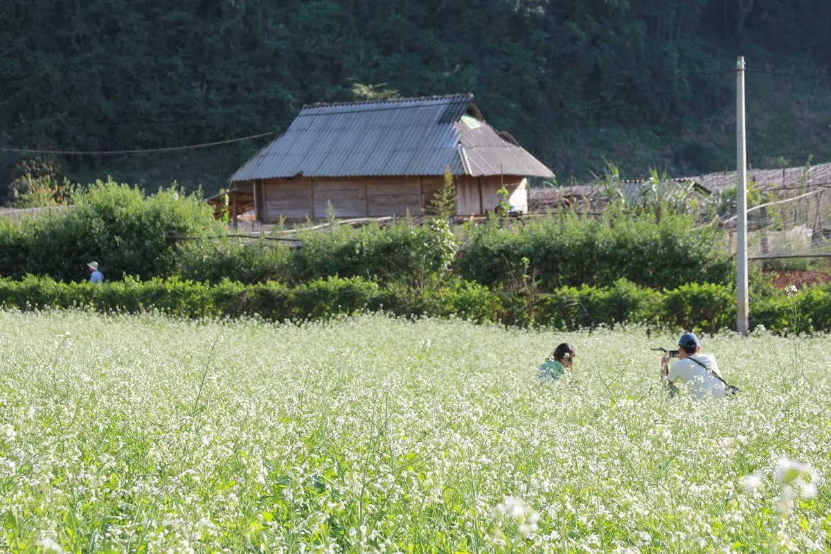 Review check-in Mộc Châu tháng 12 - Những ngày cuối năm với sắc màu rực rỡ 5