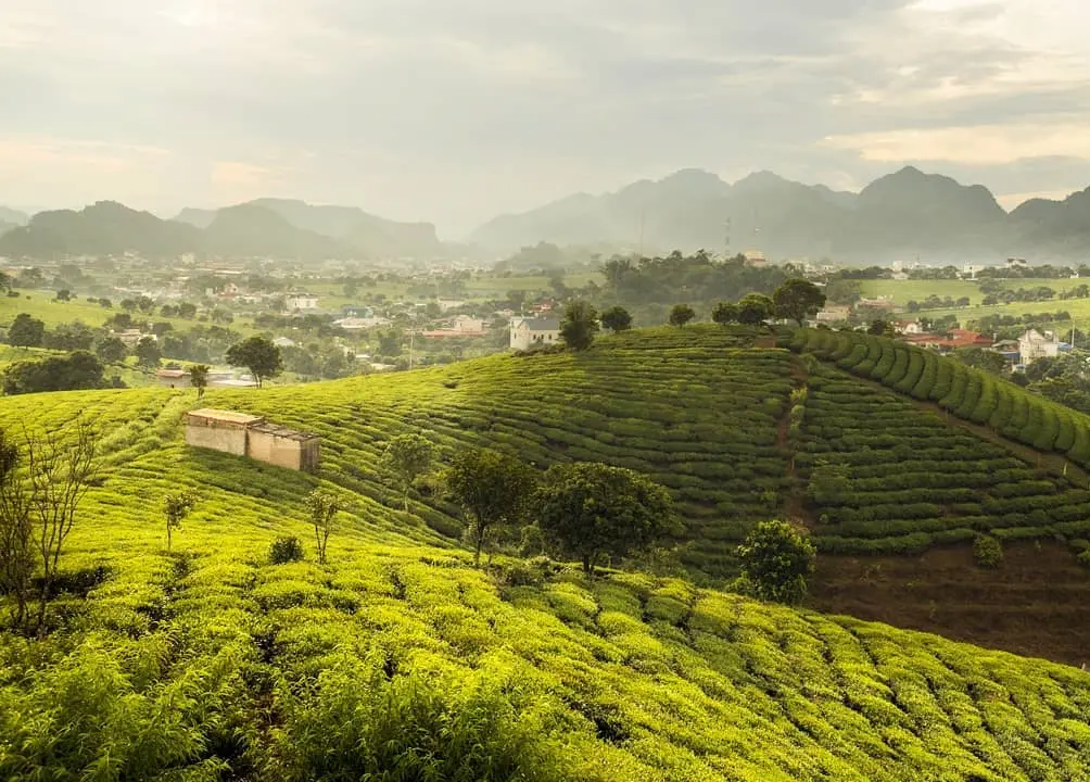 Review check-in Mộc Châu tháng 12 - Những ngày cuối năm với sắc màu rực rỡ 2