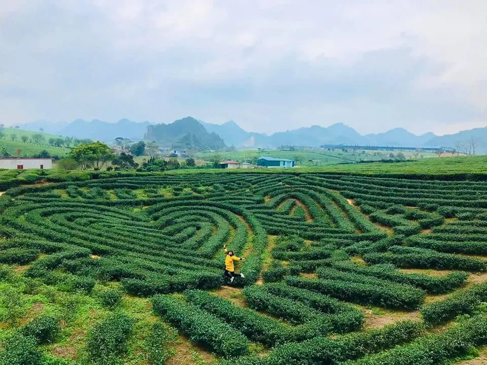Review Mộc Ch&acirc;u 2 ng&agrave;y 2 đ&ecirc;m c&oacute; những g&igrave; khiến bạn phải lưu luyến 10
