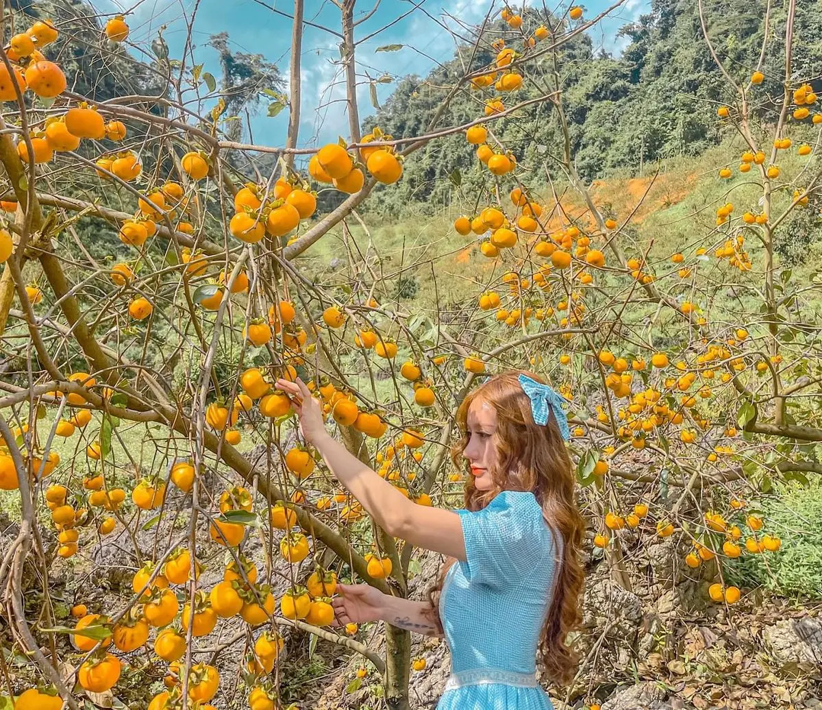 Review Mộc Ch&acirc;u m&ugrave;a hồng ch&iacute;n - Thi&ecirc;n đường sống ảo mới ở T&acirc;y Bắc 4