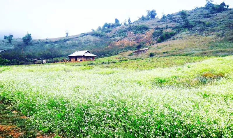 Review m&ugrave;a hoa mận Mộc Ch&acirc;u đẹp say đắm l&ograve;ng 8
