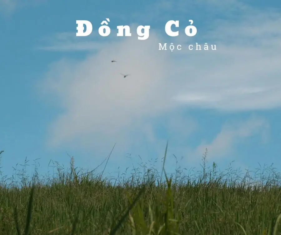 Sống ảo tại Đồng cỏ Windows Mộc Ch&acirc;u đẹp m&ecirc; ly 2