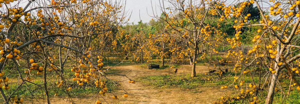 Mộc Châu mùa hồng chín, món quà đặc biệt của cao nguyên hữu tình
