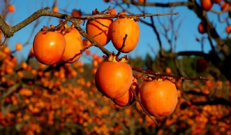 Review Mộc Châu mùa hồng chín - Thiên đường sống ảo mới ở Tây Bắc