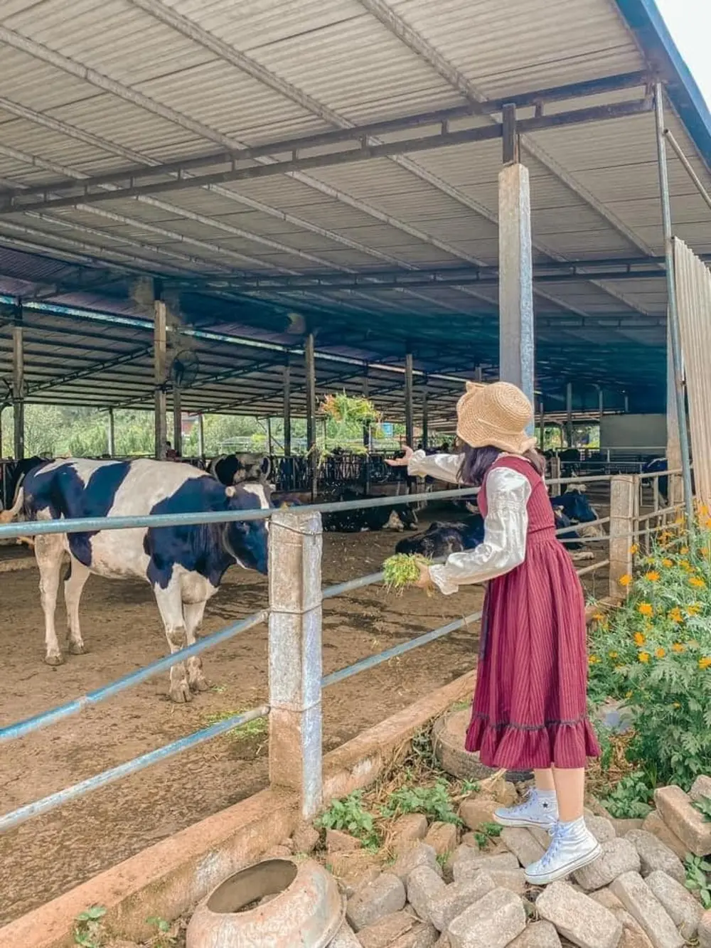 Bỏ túi kinh nghiệm đi Mộc Châu 3N2Đ tự túc chi tiết nhất từ MIA.vn 12