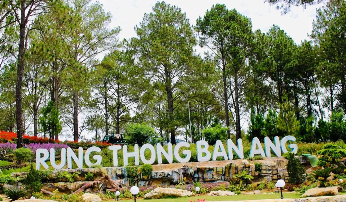 Kinh nghiệm khám phá rừng thông Bản Áng tự túc chi tiết nhất 2