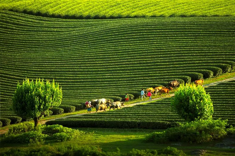 Trọn bộ cẩm nang du lịch Mộc Ch&acirc;u 2026 cho h&agrave;nh tr&igrave;nh đ&aacute;ng nhớ 15