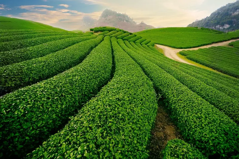 Tổng hợp kinh nghiệm du lịch Mộc Châu tự túc đầy đủ nhất