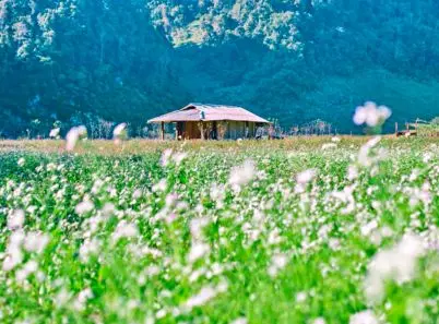 Trọn bộ cẩm nang du lịch Mộc Châu 2026 cho hành trình đáng nhớ