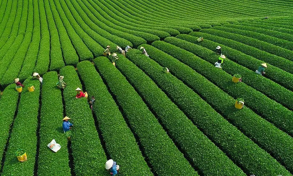 Bỏ t&uacute;i Lịch tr&igrave;nh Mộc Ch&acirc;u - Mai Ch&acirc;u 4N3Đ đầy trải nghiệm th&uacute; vị 2