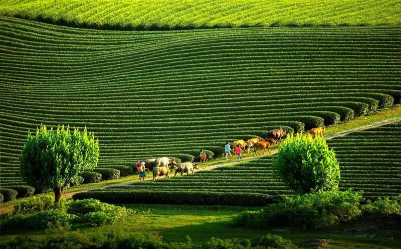 Du lịch Mộc Ch&acirc;u 2 ng&agrave;y 1 đ&ecirc;m ngắm cao nguy&ecirc;n giữa m&acirc;y trời T&acirc;y Bắc 2