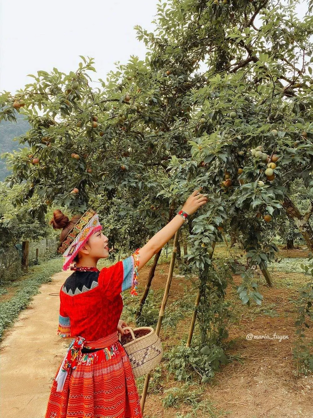Gợi &yacute; lịch tr&igrave;nh h&aacute;i mận Mộc Ch&acirc;u 3N2Đ trọn vẹn v&agrave; chi tiết nhất 2