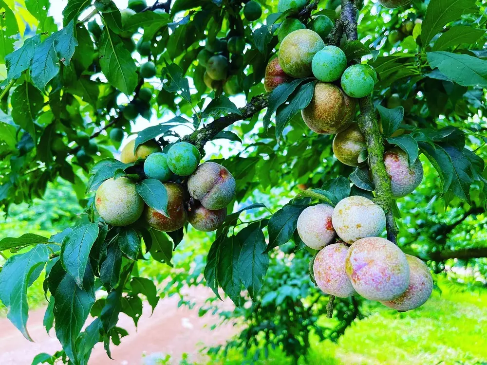 Gợi &yacute; lịch tr&igrave;nh h&aacute;i mận Mộc Ch&acirc;u 3N2Đ trọn vẹn v&agrave; chi tiết nhất 4