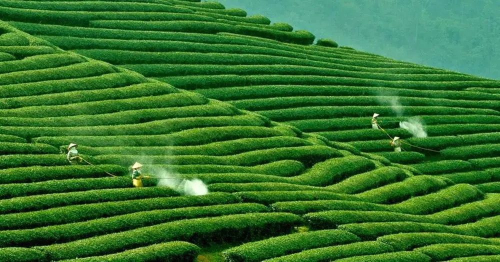 Gợi &yacute; lịch tr&igrave;nh Mộc Ch&acirc;u 3N2Đ cực chi tiết 9