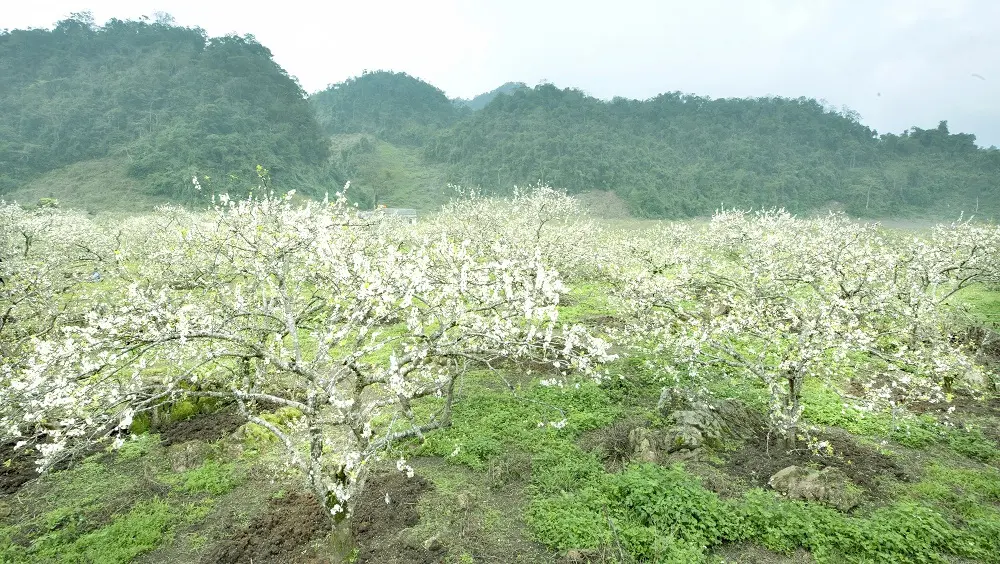 Gợi &yacute; lịch tr&igrave;nh Mộc Ch&acirc;u 4N3Đ tự t&uacute;c d&agrave;nh cho hội bạn th&acirc;n 8