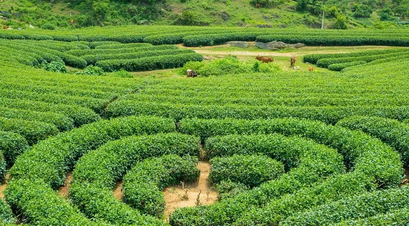 Gợi ý lịch trình Mộc Châu 2N1Đ giá rẻ cực kỳ thú vị dành cho bạn