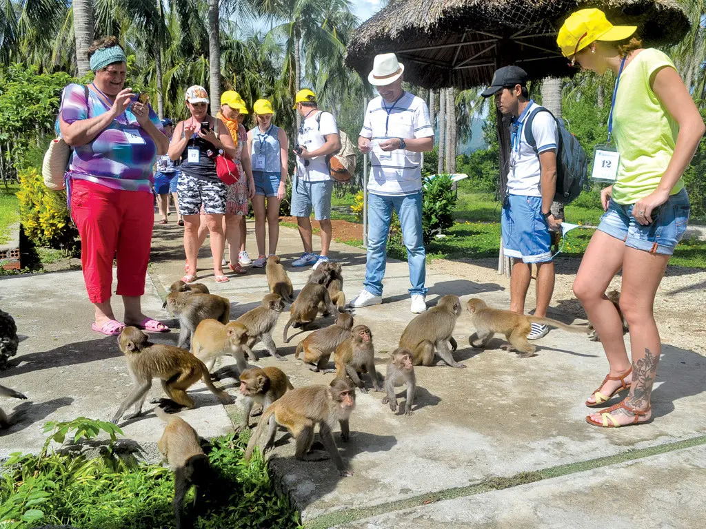 Đảo Khỉ Nha Trang - Vương quốc của hơn 1500 ch&uacute; khỉ 8