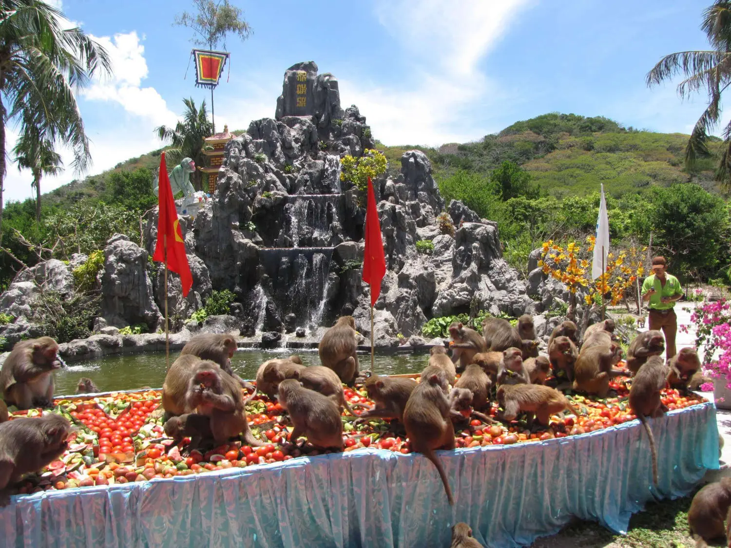Đảo Khỉ Nha Trang - Vương quốc của hơn 1500 ch&uacute; khỉ 9