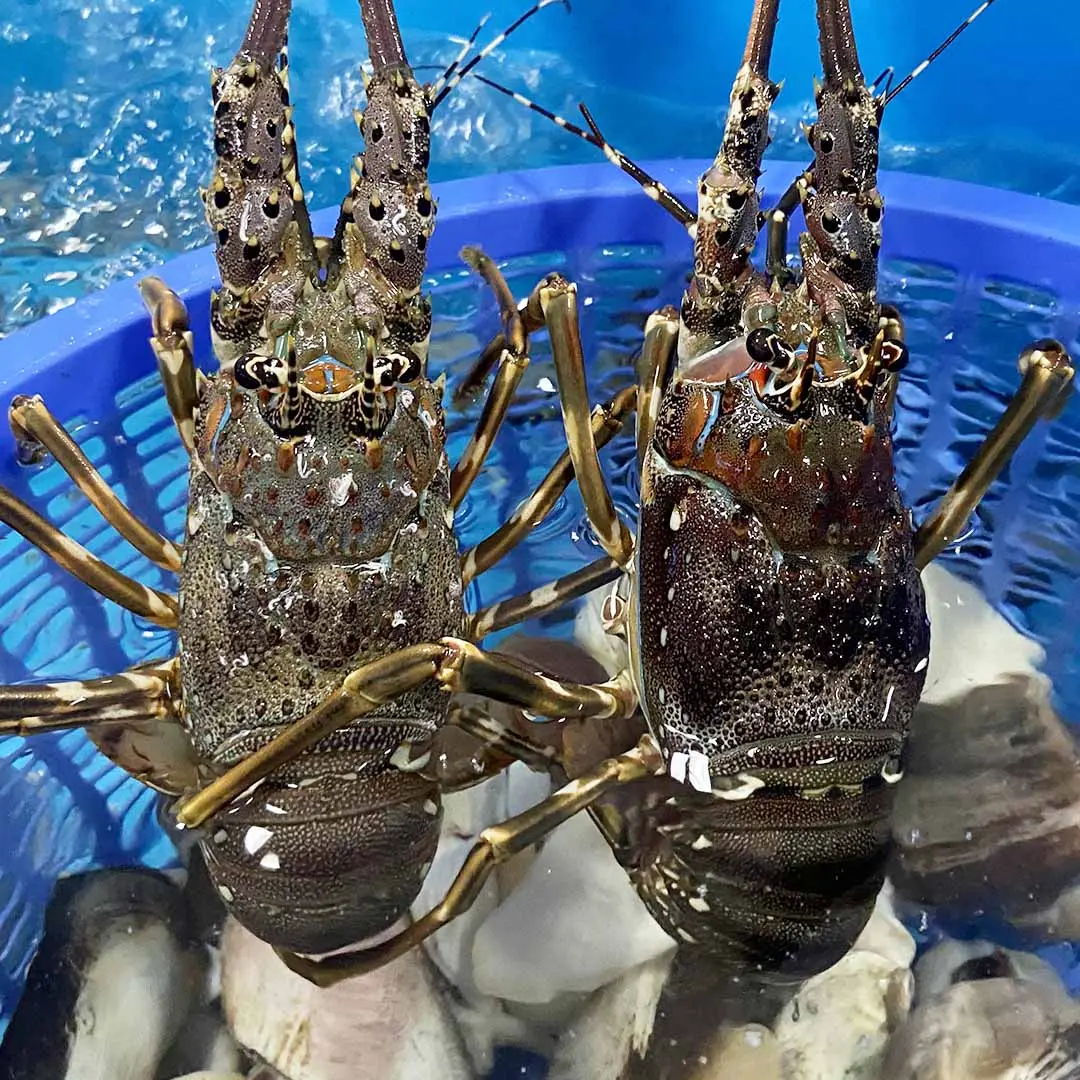 Bật m&iacute; những qu&aacute;n T&ocirc;m H&ugrave;m Nướng ngon bậc nhất th&agrave;nh phố biển Nha Trang 2
