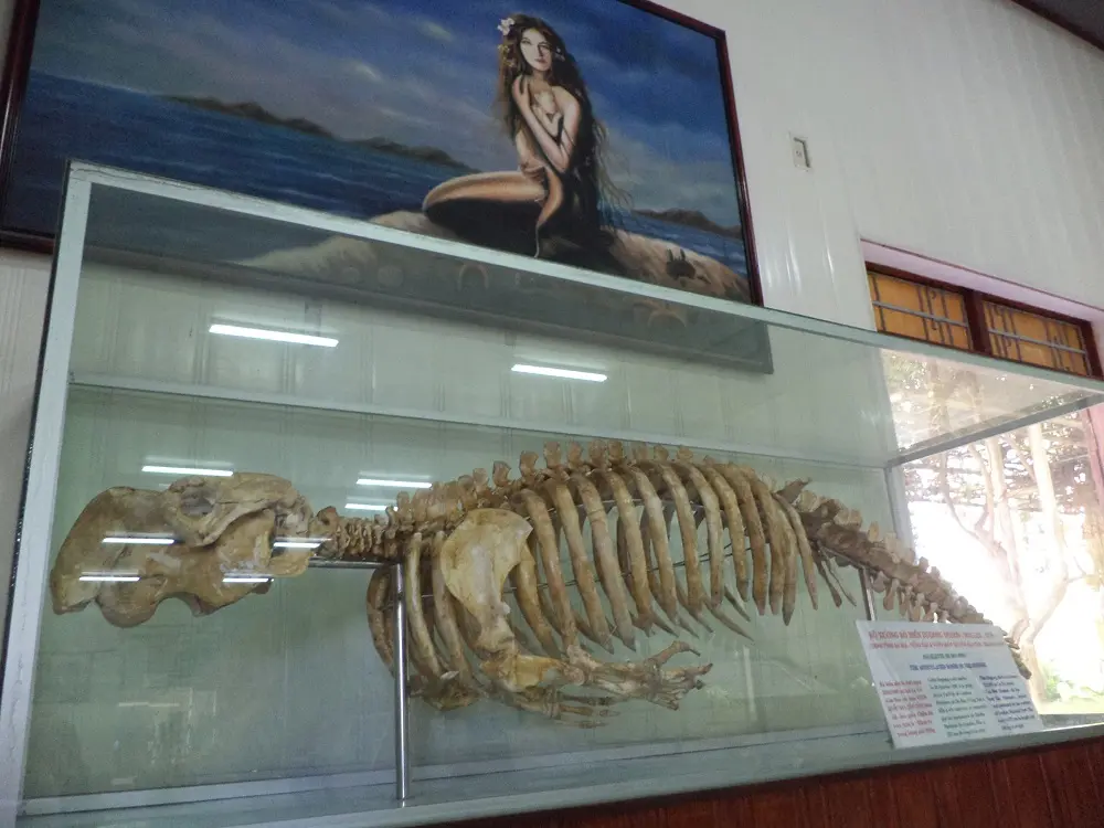 Bảo tàng Hải Dương Học Nha Trang - Đại dương thu nhỏ giữa lòng thành phố 3