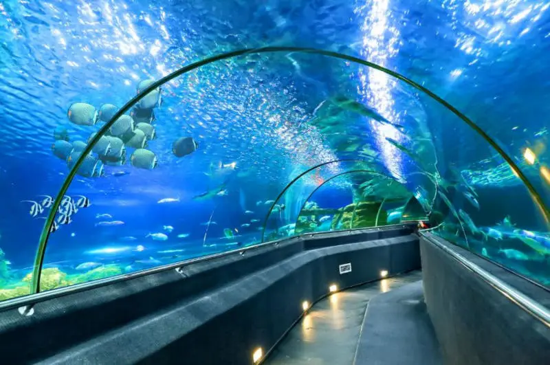 Đến Thủy cung Vinpearl Nha Trang khám phá thế giới đại dương 4