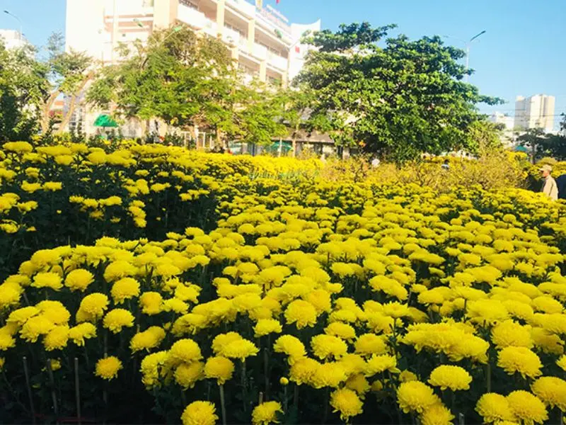 Du lịch Nha Trang Tết 2026: Những trải nghiệm không nên bỏ qua 4