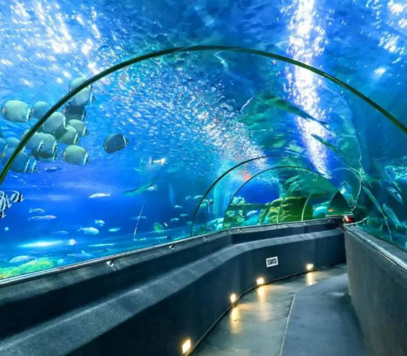 Đến Thủy cung Vinpearl Nha Trang khám phá thế giới đại dương