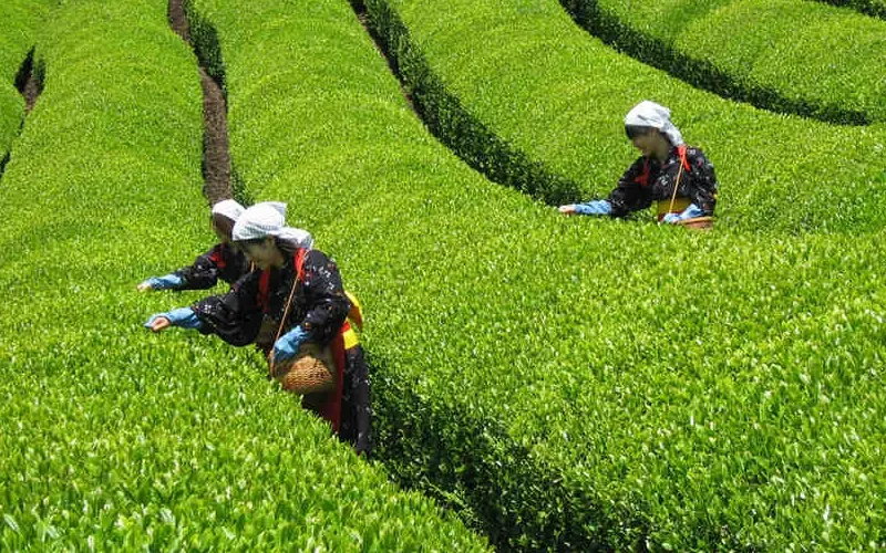 Matcha l&agrave; g&igrave;? T&aacute;c dụng kỳ diệu của Matcha đối với sức khỏe 6