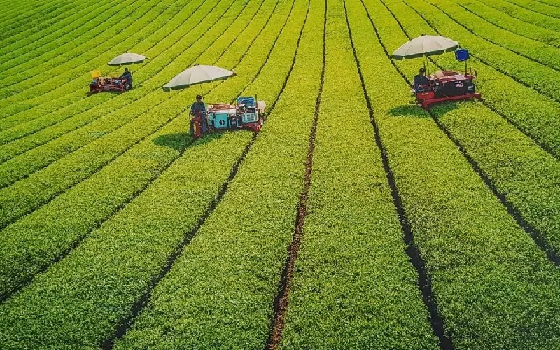Matcha l&agrave; g&igrave;? T&aacute;c dụng kỳ diệu của Matcha đối với sức khỏe 5