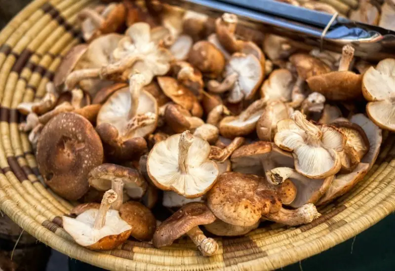 Oden: M&oacute;n lẩu truyền thống thơm ngon tại Nhật Bản 14
