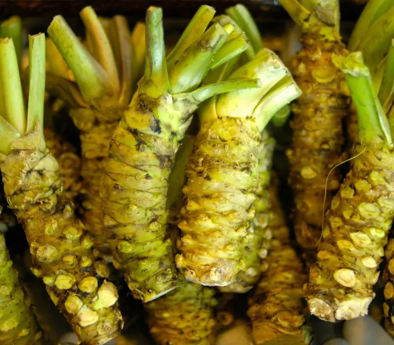 Wasabi là gì? Hương vị xanh cay nồng đắt giá nhất Nhật Bản