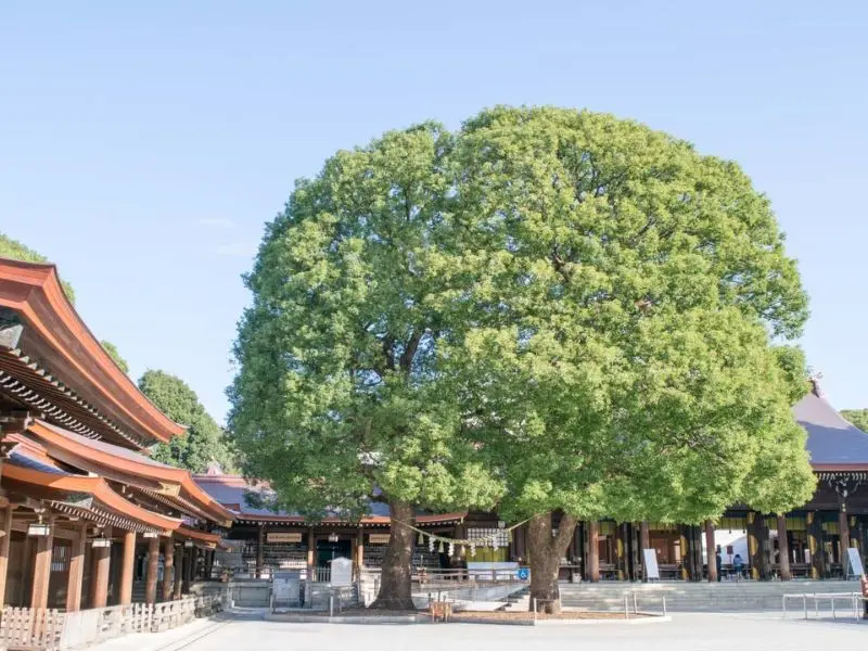 Dạo bước quanh ng&ocirc;i đền Meiji Jingu đầy linh thi&ecirc;ng của Nhật Bản 9