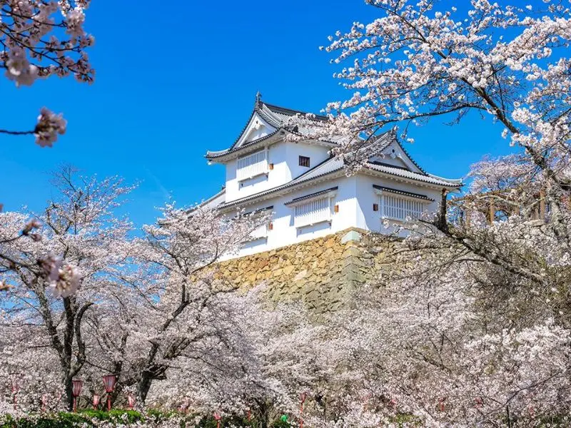 Du lịch Okayama: H&agrave;nh tr&igrave;nh về miền nắng ấm v&agrave; sắc hoa 3