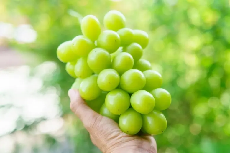 Giới thiệu về th&agrave;nh phố &aacute;nh s&aacute;ng Okayama Nhật Bản 8