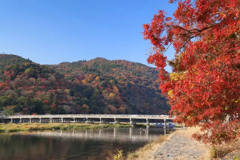 Kh&aacute;m ph&aacute; rừng tre Sagano, m&ecirc; cung xanh mướt giữa l&ograve;ng Kyoto 7