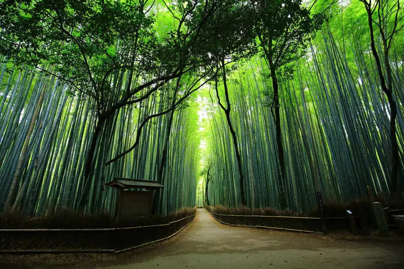 Kh&aacute;m ph&aacute; rừng tre Sagano, m&ecirc; cung xanh mướt giữa l&ograve;ng Kyoto 4