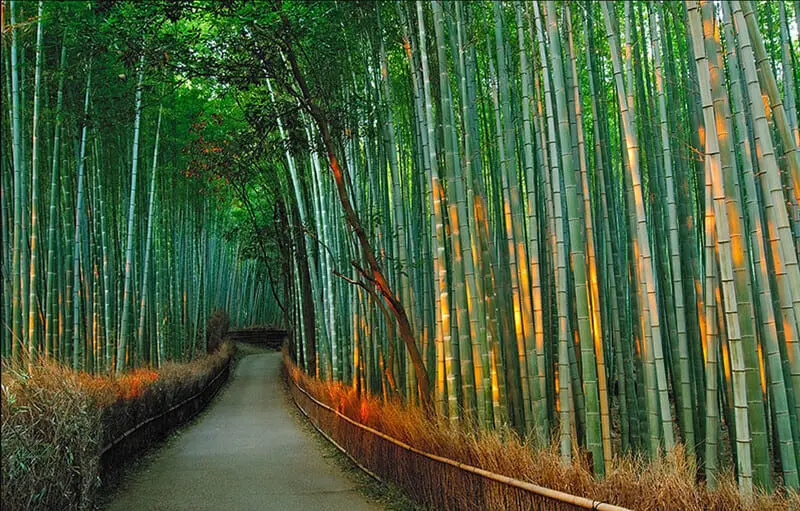 Kh&aacute;m ph&aacute; rừng tre Sagano, m&ecirc; cung xanh mướt giữa l&ograve;ng Kyoto 2