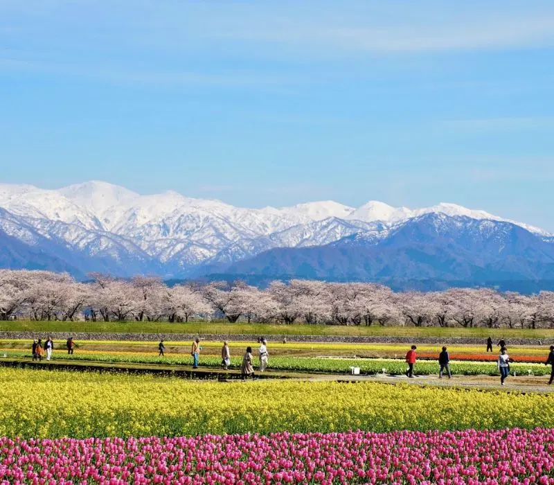 Kh&aacute;m ph&aacute; Toyama, từ d&atilde;y Alps Nhật Bản đến những ng&ocirc;i l&agrave;ng cổ k&iacute;nh 11