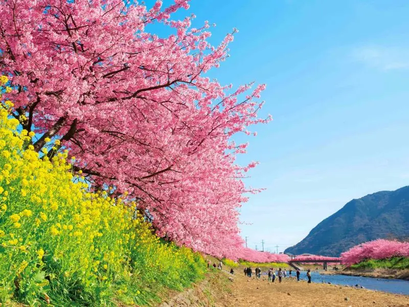 Kinh nghiệm du lịch Shizuoka: Top 10 điểm đến nổi tiếng kh&ocirc;ng thể bỏ lỡ 9