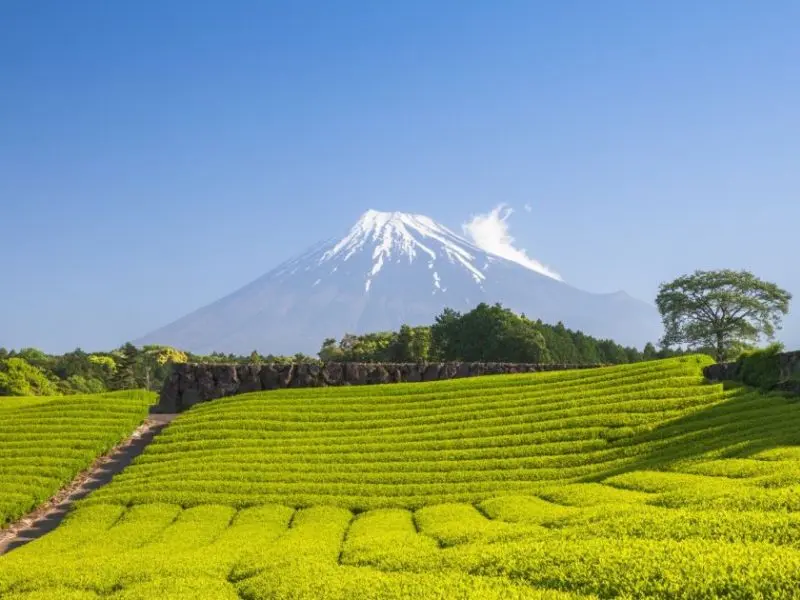 Kinh nghiệm du lịch Shizuoka: Top 10 điểm đến nổi tiếng kh&ocirc;ng thể bỏ lỡ 8