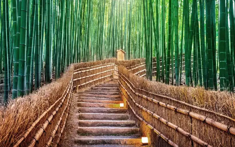 Kyoto: Cố đ&ocirc; ng&agrave;n năm v&agrave; h&agrave;nh tr&igrave;nh chạm linh hồn Nhật Bản 8