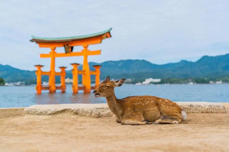 Th&agrave;nh phố Hiroshima biểu tượng của sự t&aacute;i sinh tại Nhật Bản 9