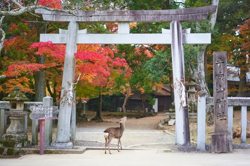 Thủ đ&ocirc; của Nhật Bản ở đ&acirc;u? Tokyo c&oacute; phải l&agrave; thủ đ&ocirc; nước Nhật? 7