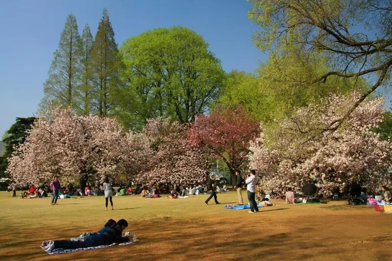 Vườn Quốc gia Shinjuku Gyoen m&agrave;u sắc tương phản giữa Tokyo nhộn nhịp 4