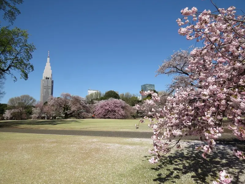 Vườn Quốc gia Shinjuku Gyoen m&agrave;u sắc tương phản giữa Tokyo nhộn nhịp 2