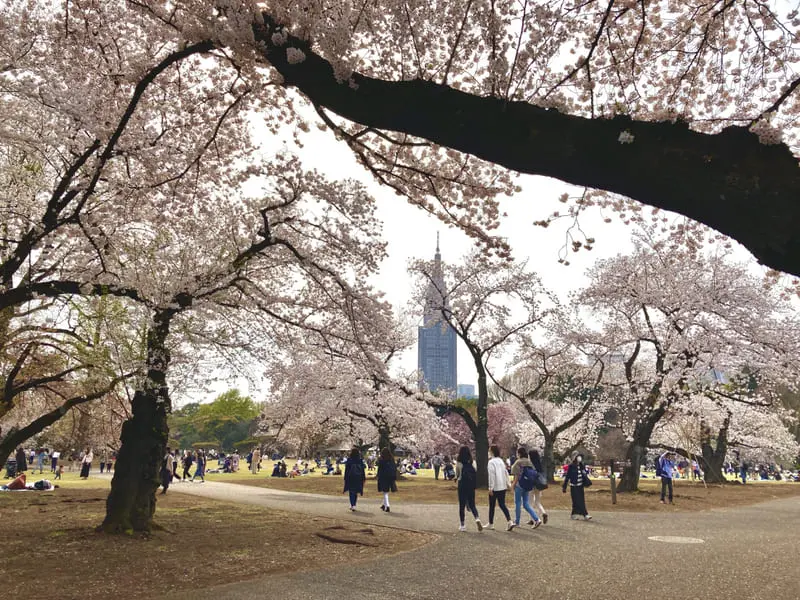 Vườn Quốc gia Shinjuku Gyoen m&agrave;u sắc tương phản giữa Tokyo nhộn nhịp 8