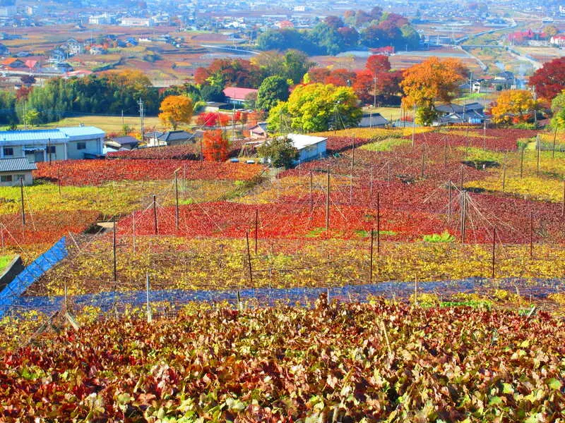 Yamanashi qu&ecirc; hương của ngọn n&uacute;i Ph&uacute; Sĩ Nhật Bản 15