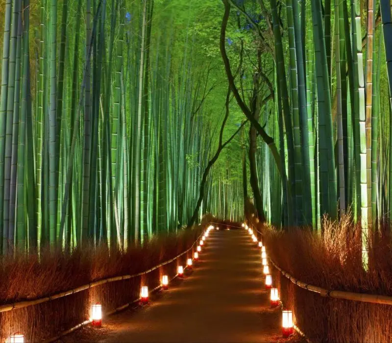 Khám phá rừng tre Sagano, mê cung xanh mướt giữa lòng Kyoto