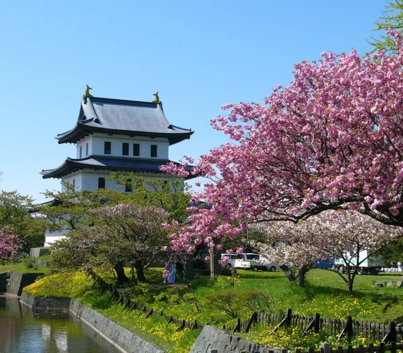 Chiêm ngưỡng lễ hội hoa anh đào Hanami tại Nhật Bản