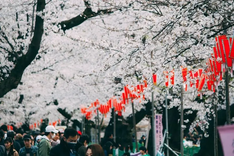 Chi&ecirc;m ngưỡng lễ hội hoa anh đ&agrave;o Hanami tại Nhật Bản 2